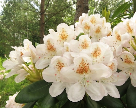 Rhododendron 'Pernilla', alppiruusu